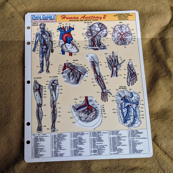 Human Anatomy 2 Circulatory Nervous Systems Data Guides Plastic Reference Chart - Picture 1 of 2
